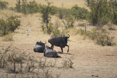 Güney Afrika 'daki Kruger Ulusal Parkı' ndaki siyah gergedan.
