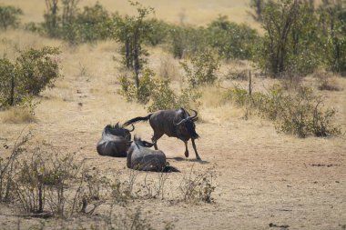Afrika Bizonu / Ceraceros Cafta