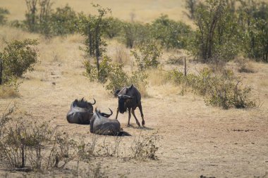 Güney Afrika 'daki Kruger Ulusal Parkı' nda Siyah Boğa