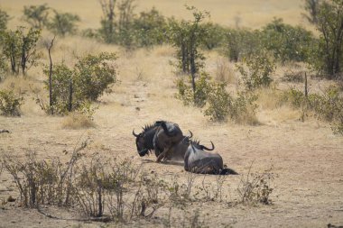 Güney Afrika bozkırında büyük siyah bir gergedan.