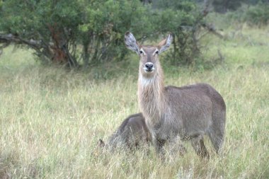Çimlerin üzerinde güzel bir geyik resmi.