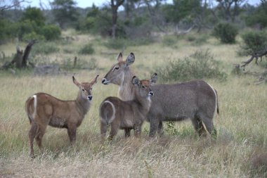 Afrika bozkırında vahşi bir hayvan sürüsü.