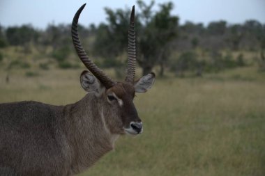 Afrika 'nın bozkırında bir erkek.