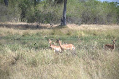 vahşi Kızıl geyik