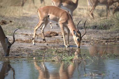 Afrika Impala 'sı (cerceros melepcerampus) nehir çukurunda yürüyor..