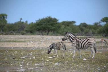 Kenya savanasında bir zebra.