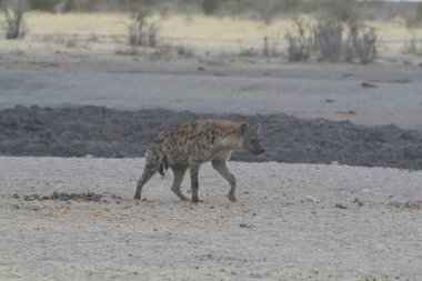 Vahşi Afrika aslanı (Afrika aslanı). )