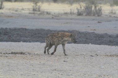 Afrika 'da vahşi çita, hayvan konsepti.