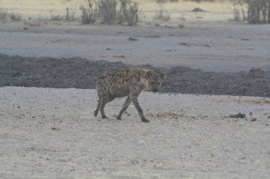 Vahşi Hysha, Kenya savanındaki Afrika savanasında.