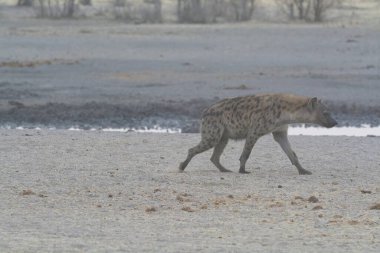 Afrika aslanı, pantheroleo, suda bekar erkek.