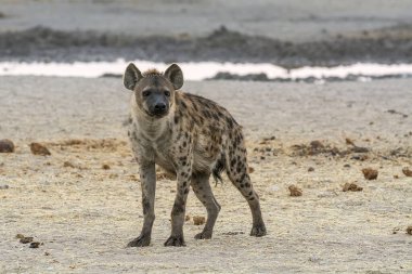 Sırtlan, Güney Afrika 'daki Kruger parkında doğal yaşam alanında..