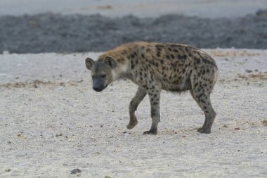 Vahşi beyaz - Afrikalı - çakal (somsha meraga) da çakal veya çakal - etosha National olarak adlandırılır.