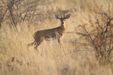 Kruger Ulusal Parkı, Güney Afrika 'da Kırmızı Impala