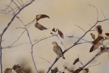 Ormandaki güzel kuş