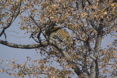 Ağaç dalı üzerinde oturan leopar