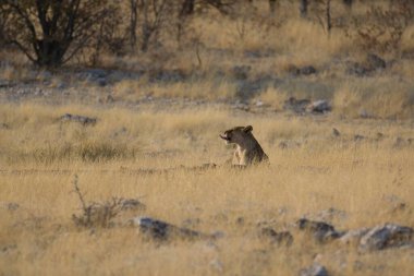 Kruger Park, Güney Afrika 'daki aslan yavrusu.