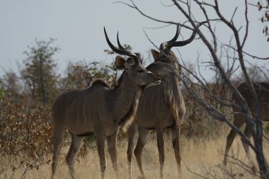 Etoşa Ulusal Parkı, Namibya 'da bir grup Afrikalı Kukudu.