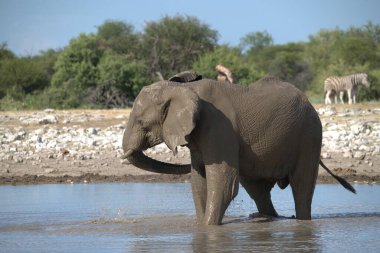 Zimbabwe savanındaki filler.