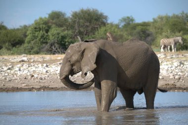 Kruger Ulusal Parkı 'ndaki Afrika Filleri, Güney Afrika