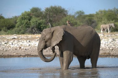 Suda yürüyen bir fil.