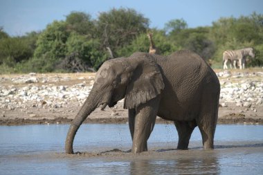 Filler, Loxodonta Africana, Etoşa Ulusal Parkı, Namibya