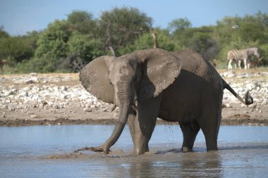 Afrika fili, Loxodonta Africana Chobe Ulusal Parkı, Botswana 'da içme suyu..