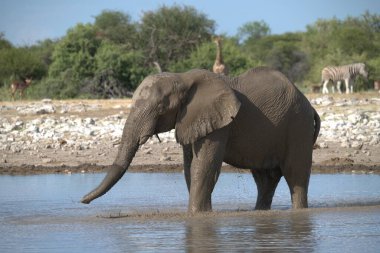 Botswana 'daki Chobe Ulusal Parkı' ndaki nehirde bir fil.