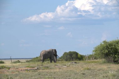 Savanadaki fil