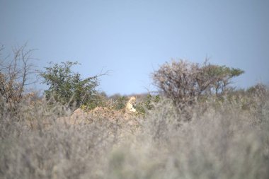 Vahşi zebra bozkırda