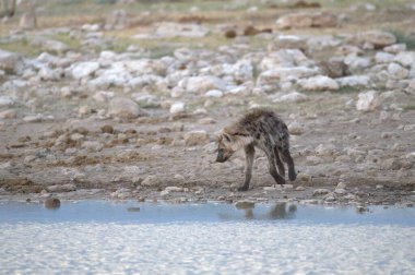 Ormandaki güzel vahşi kuş