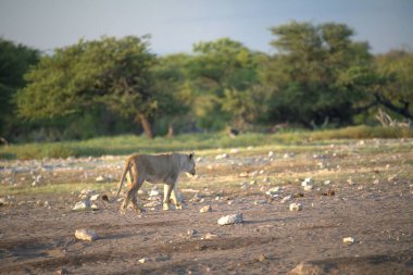 Kenya savanındaki Afrika savanasındaki aslan.