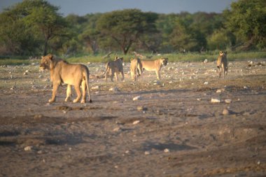 Savanadaki vahşi aslanlar