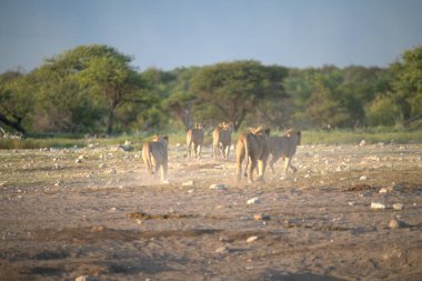Afrika savanasında vahşi Afrika bufalosu