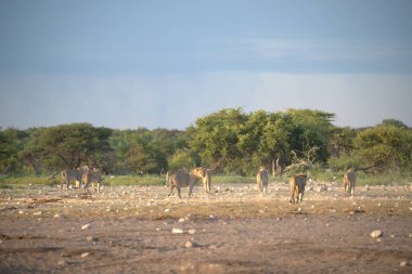 Afrika savan hayvanları, vahşi yaşam hayvanları.