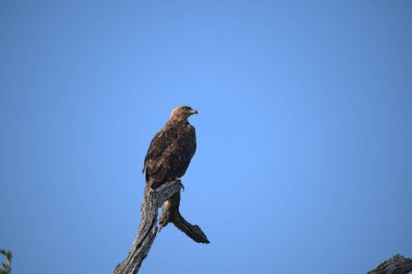 Ağaç üzerinde kartal