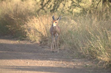 red impala in the kruger national park, south africa