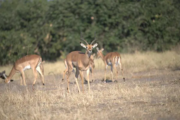 Savanadaki kırmızı geyik.