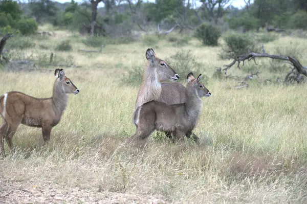 Kenya bozkırında bir grup genç hayvan