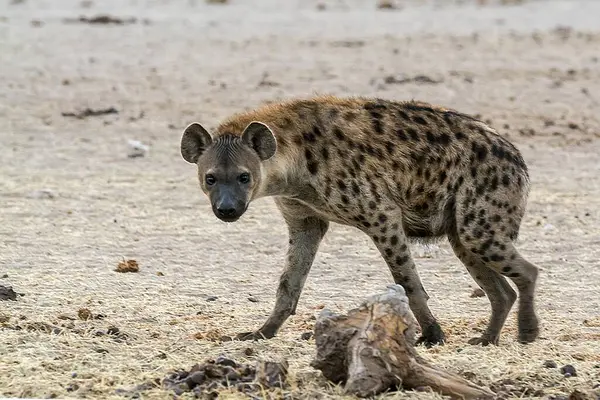 Afrikalı sırtlan, Kruger Ulusal Parkı, Güney Afrika 'da görüldü.