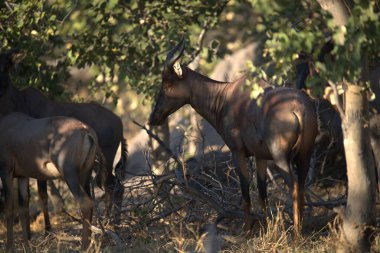Savanadaki vahşi bir geyiğin yakın çekimi.