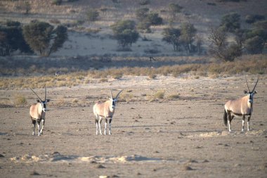 Çölde bir zebra sürüsü