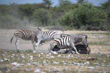 Etoşa 'daki vahşi zebra
