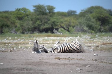 Kruger parkında beyaz zebra, Güney Afrika