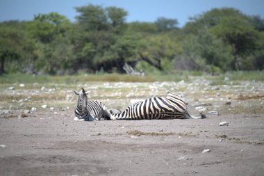 Etoşa Ulusal Parkı, Namibya 'da zebra