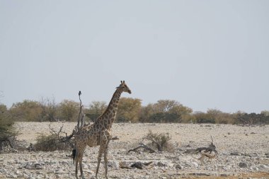 Savanada güzel bir zürafa resmi.