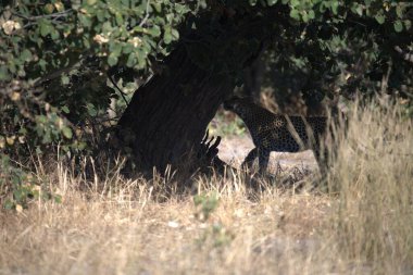 Leopar Kruger National park, Güney Afrika