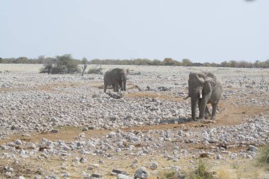 Sha 'daki fil ailesi