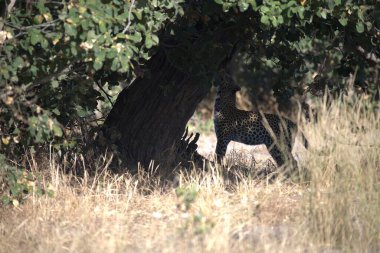 Büyük leopar vahşi doğada Kruger parkında, Güney Afrika 'da.