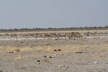 Büyük vahşi kuş sürüsü çöldeki kuru kum tepeciklerinde.