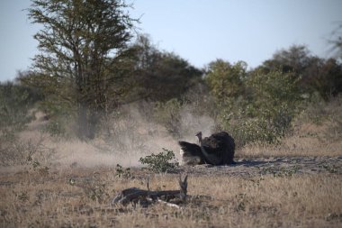 Ormanda yaban domuzu